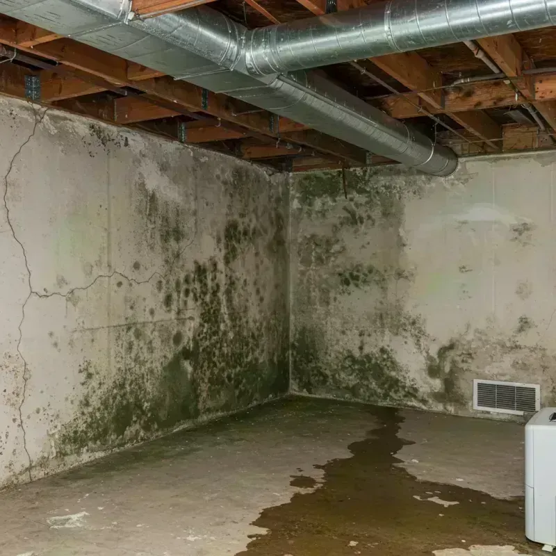 Professional Mold Removal in Saline County, MO